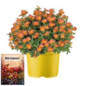 Afbeelding van Ms P12 Portulaca Oranje